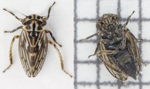 Anaceratagallia sp.